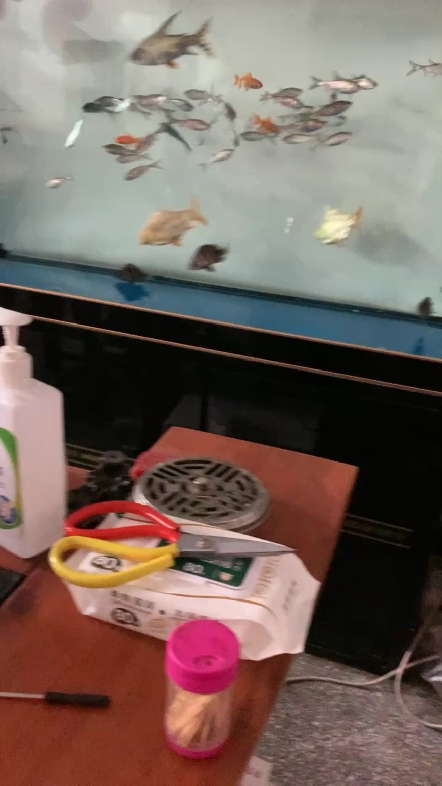 龍魚虎魚養成記