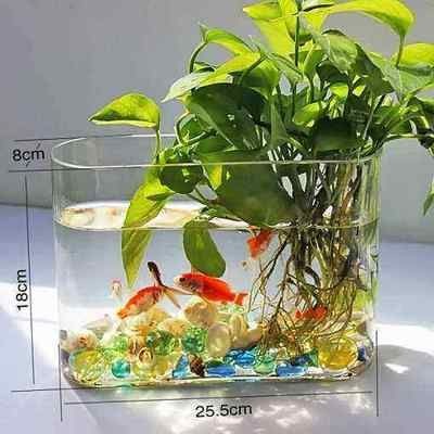 大型魚缸魚怎么搭配好看：大型魚缸中的銀鯊魚銀鯊魚銀鯊魚需要綜合考慮多個(gè)因素