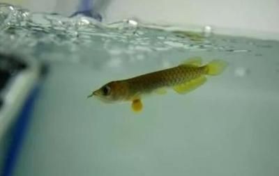 金龍魚魚須朝下還是朝上