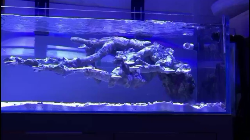 梧州水族館:海缸 梧州水族館:海缸 虎魚百科 第1張