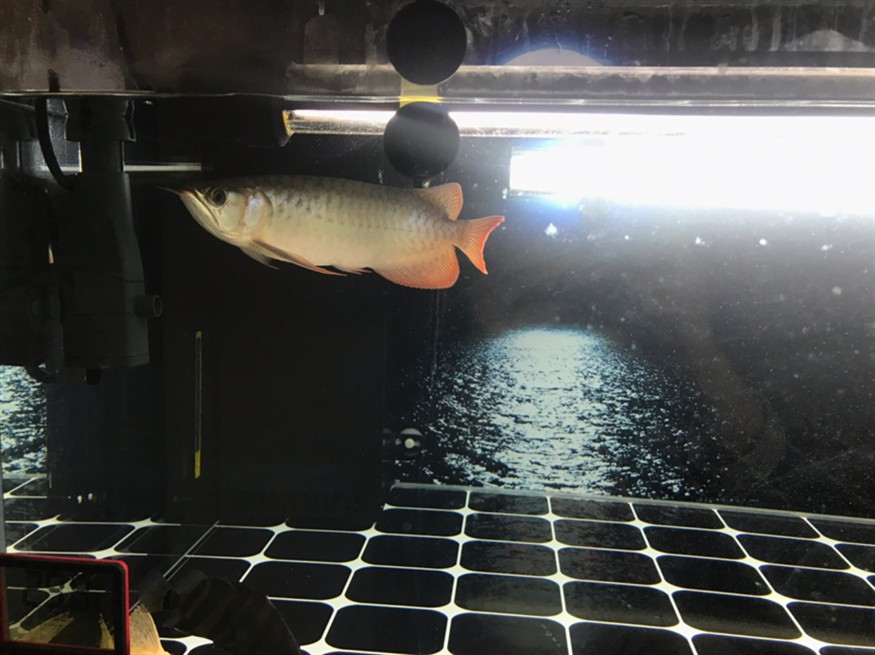 給龍魚和虎魚買了點小零食省事直接喂虎魚還吃 給龍魚和虎魚買了點小零食省事直接喂虎魚還吃 虎魚百科 第2張
