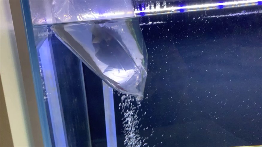 今天添了一條虎魚(yú)20多公分