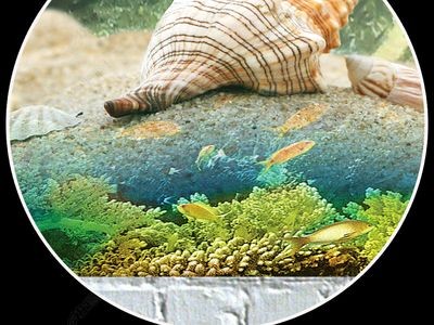 大型魚缸背景墻:大型魚缸背景墻的設計要點 魚缸百科 第4張 大型魚缸背景墻:大型魚缸背景墻的設計要點 大型魚缸背景墻:大型魚缸背景墻的設計要點 魚缸百科 第4張