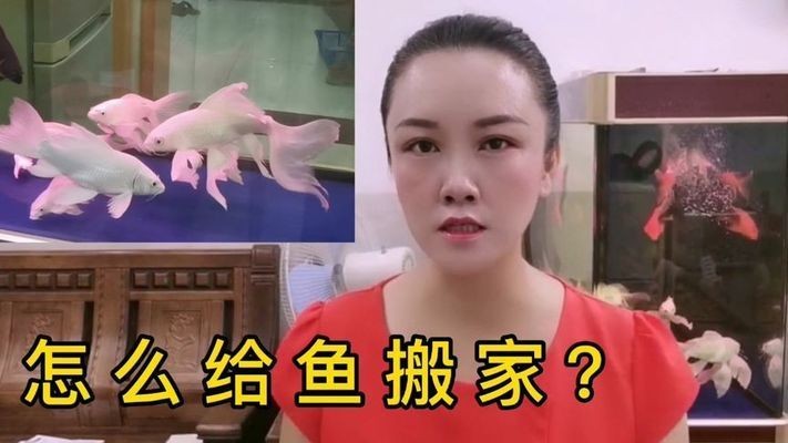 搬家怎么搬魚缸和水盆：如何搬運(yùn)魚缸和水盆