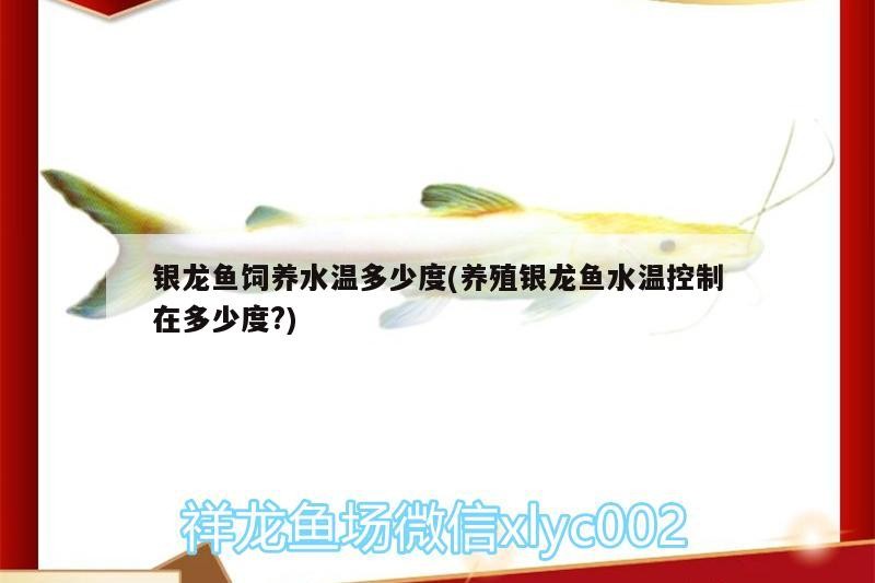 銀龍魚飼養(yǎng)水溫多少度(養(yǎng)殖銀龍魚水溫控制在多少度?)