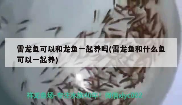 雷龍魚可以和龍魚一起養(yǎng)嗎(雷龍魚和什么魚可以一起養(yǎng)) 雷龍魚可以和龍魚一起養(yǎng)嗎(雷龍魚和什么魚可以一起養(yǎng)) 銀龍魚百科