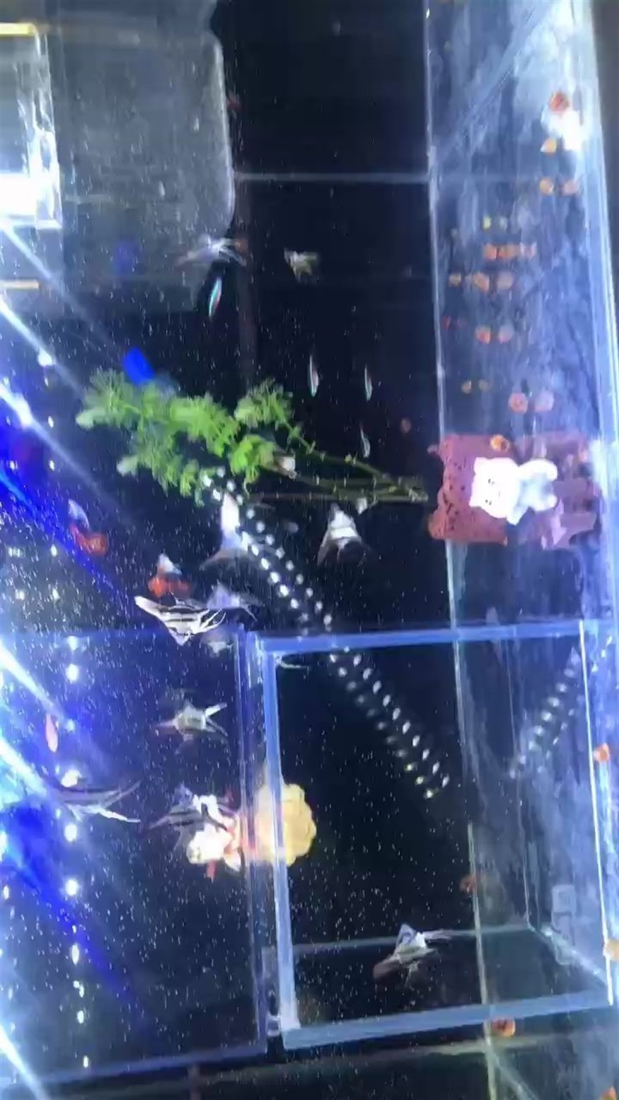 茌平哪里賣魚缸便宜：茌平縣有多家店鋪銷售魚缸