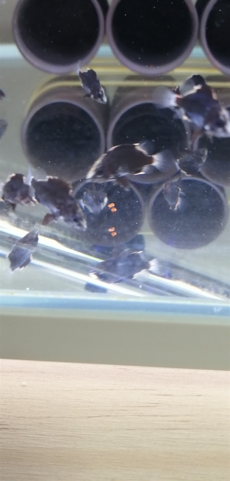 各位的虎魚苗拉的屎是什么顏色的？ 各位的虎魚苗拉的屎是什么顏色的？ 虎魚百科 第1張
