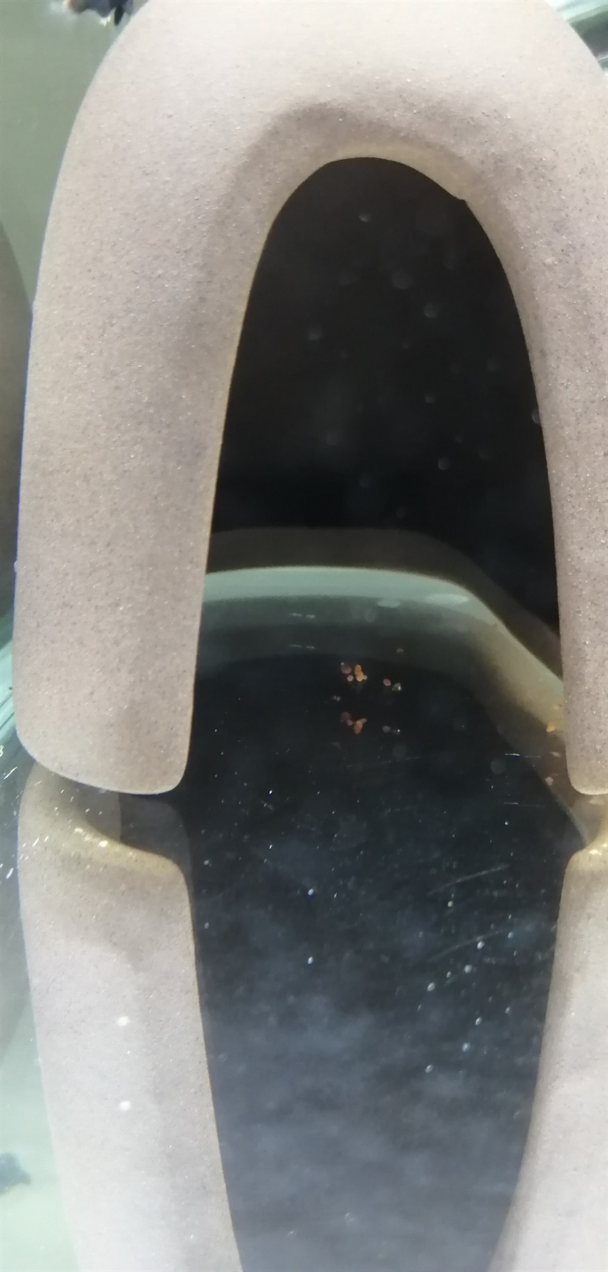 各位的虎魚苗拉的屎是什么顏色的？ 各位的虎魚苗拉的屎是什么顏色的？ 虎魚百科 第2張