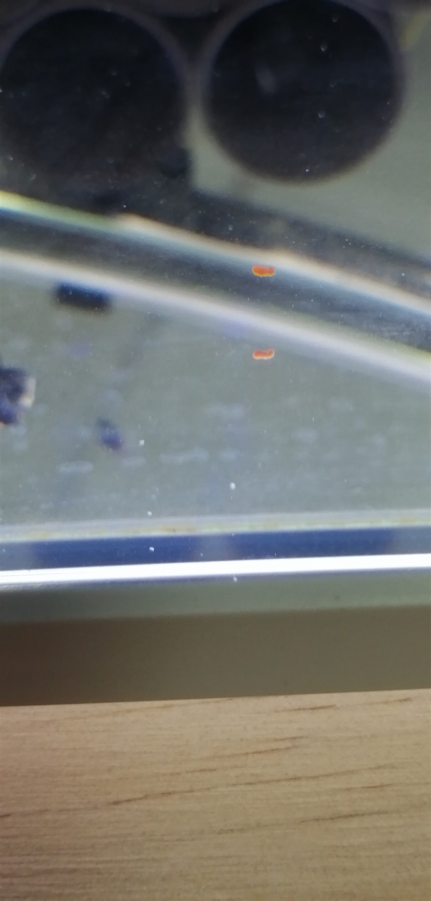 各位的虎魚苗拉的屎是什么顏色的？ 各位的虎魚苗拉的屎是什么顏色的？ 虎魚百科 第3張