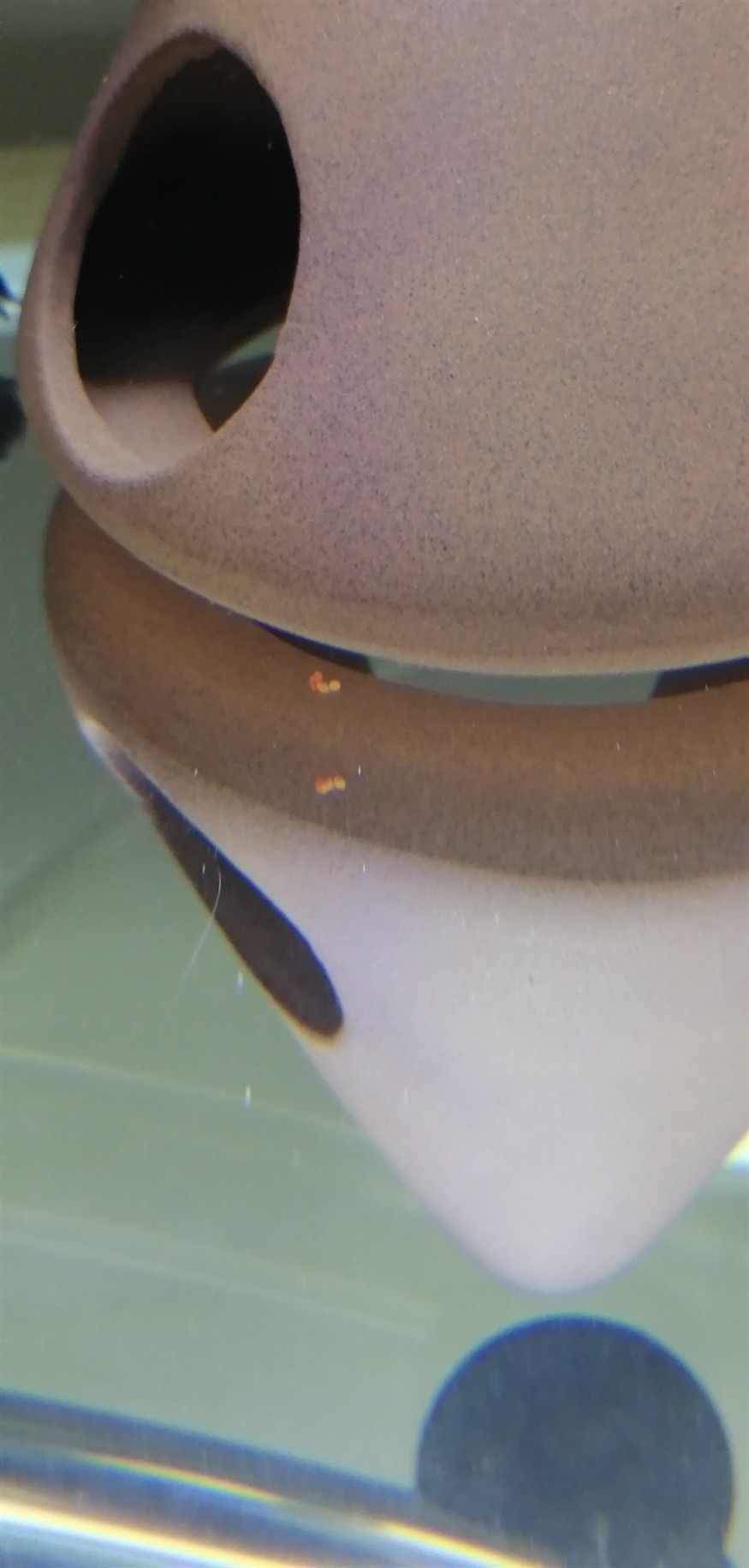 各位的虎魚苗拉的屎是什么顏色的？ 各位的虎魚苗拉的屎是什么顏色的？ 虎魚百科 第4張