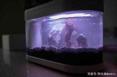壽光市潤色水族超市（壽光市潤色水族超市地址）