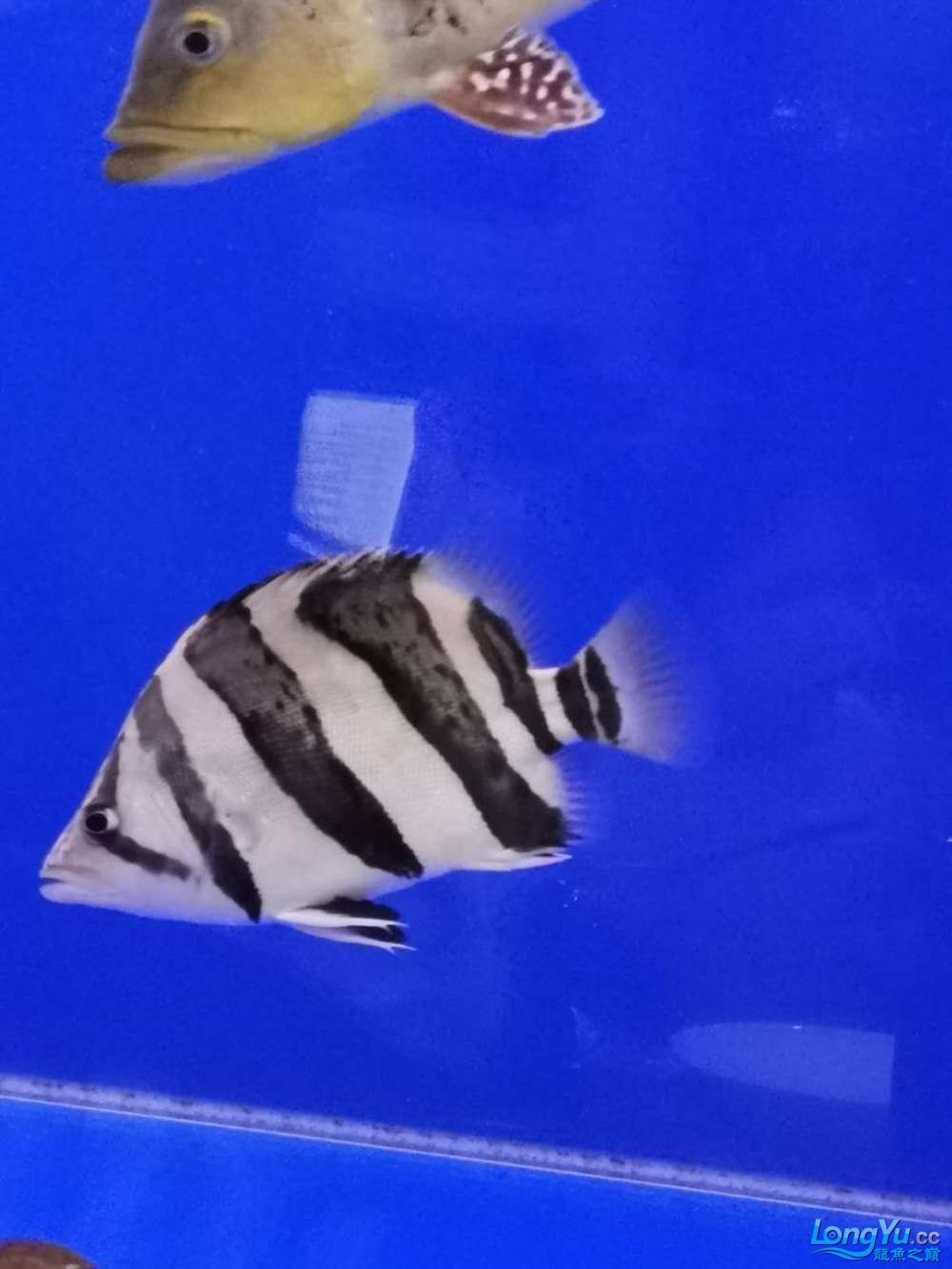 出售25公分三紋虎及18公分四紋虎魚各一條