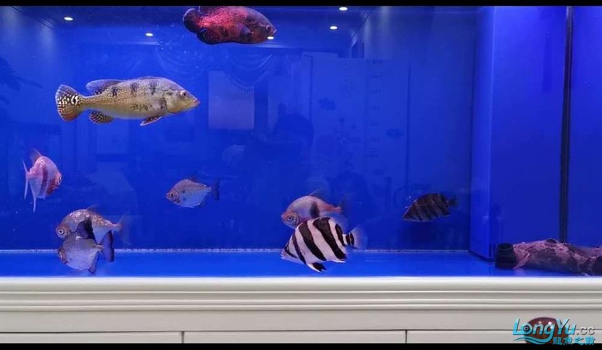 出售25公分三紋虎及18公分四紋虎魚各一條