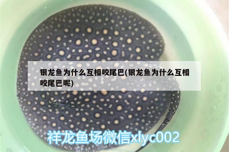 銀龍魚為什么互相咬尾巴(銀龍魚為什么互相咬尾巴呢)