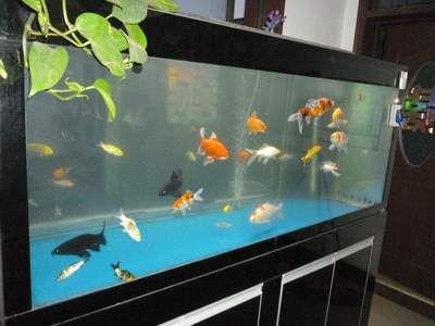 1.5米魚缸養什么魚好看圖片：1.5米的魚缸養什么魚好看圖片推薦1.5米魚缸養什么魚好看