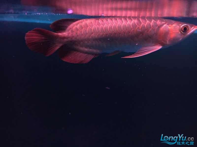 缸里龍魚25公分配虎最小多大的？