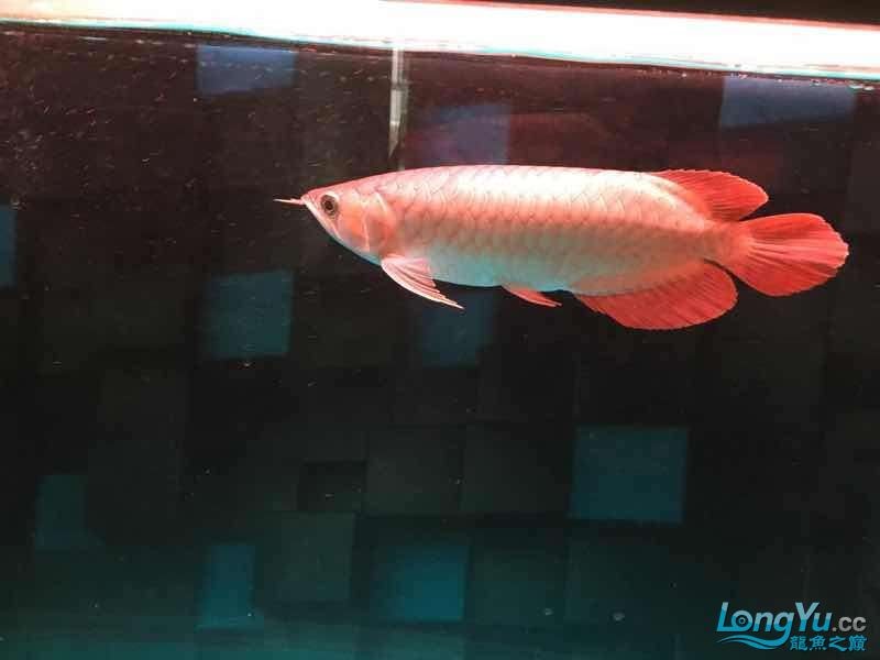 缸里龍魚25公分配虎最小多大的？