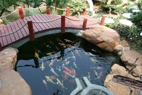 紅龍魚撞缸怎么回事兒啊（紅龍魚撞缸怎么回事兒啊視頻） 紅龍魚撞缸怎么回事兒啊（紅龍魚撞缸怎么回事兒啊視頻） 紅龍魚百科