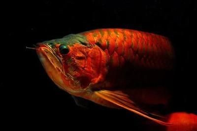 龍魚怎么馴養最好