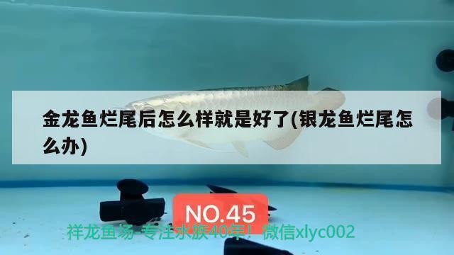 金龍魚爛尾后怎么樣就是好了(銀龍魚爛尾怎么辦)