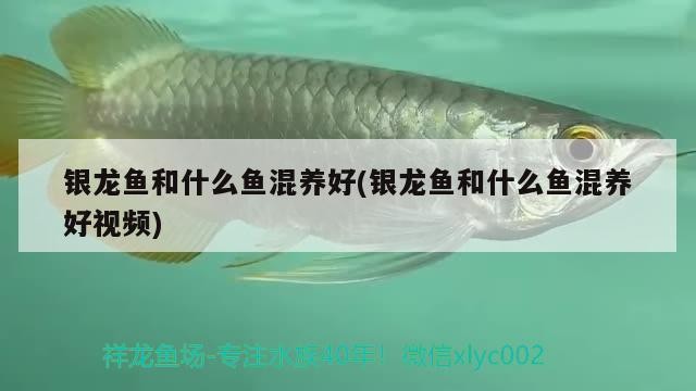 銀龍魚和什么魚混養好(銀龍魚和什么魚混養好視頻)