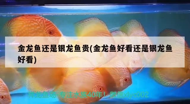 給我一份詳細的福龍魚飼養指南,福龍魚的飼養方法 龍魚百科 第2張 給我一份詳細的福龍魚飼養指南,福龍魚的飼養方法 給我一份詳細的福龍魚飼養指南,福龍魚的飼養方法 龍魚百科 第2張