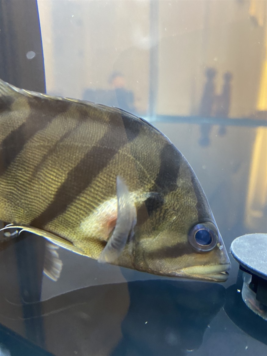 虎魚 這個單邊鼓起 算啥問題啊