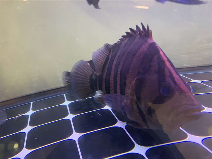 虎魚特寫 虎魚特寫 虎魚百科 第1張