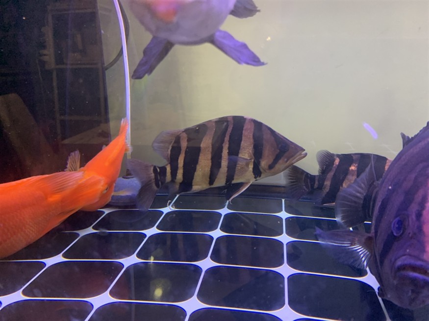 虎魚特寫 虎魚特寫 虎魚百科 第2張