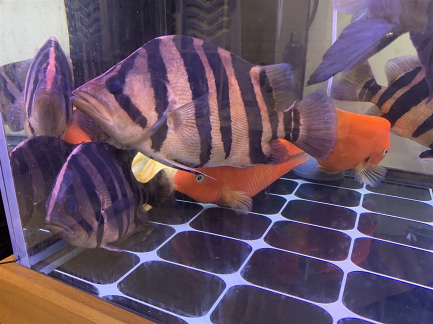 虎魚特寫 虎魚特寫 虎魚百科 第3張