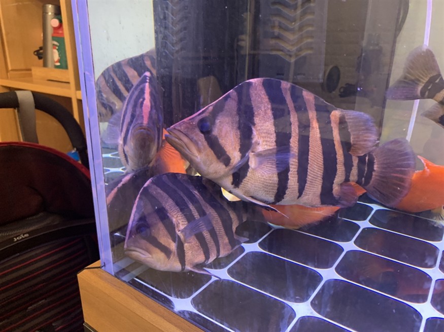 虎魚特寫 虎魚特寫 虎魚百科 第4張