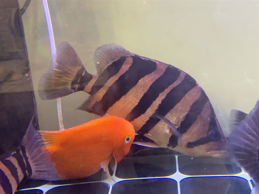 虎魚特寫 虎魚特寫 虎魚百科 第5張