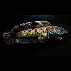 寶豐縣城關鎮若楠亞馬遜熱帶魚林水族館