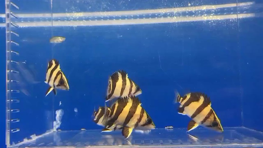 印尼三紋虎魚入缸