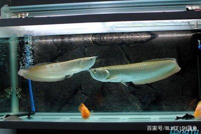 養銀龍魚多大的魚缸