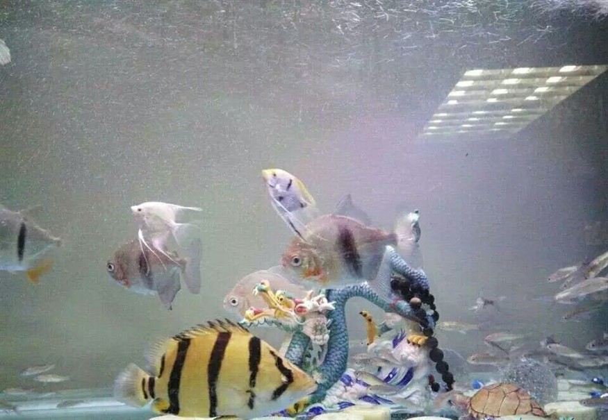 水族十萬個為什么：虎魚為什么會變色？ 水族十萬個為什么：虎魚為什么會變色？ 虎魚百科 第1張