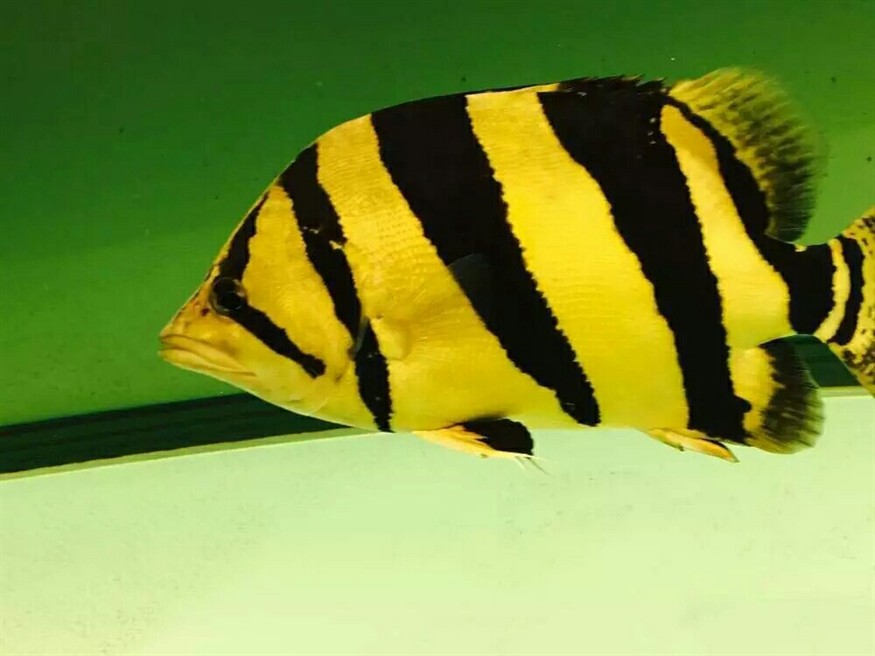 水族十萬個為什么：虎魚為什么會變色？ 水族十萬個為什么：虎魚為什么會變色？ 虎魚百科 第2張
