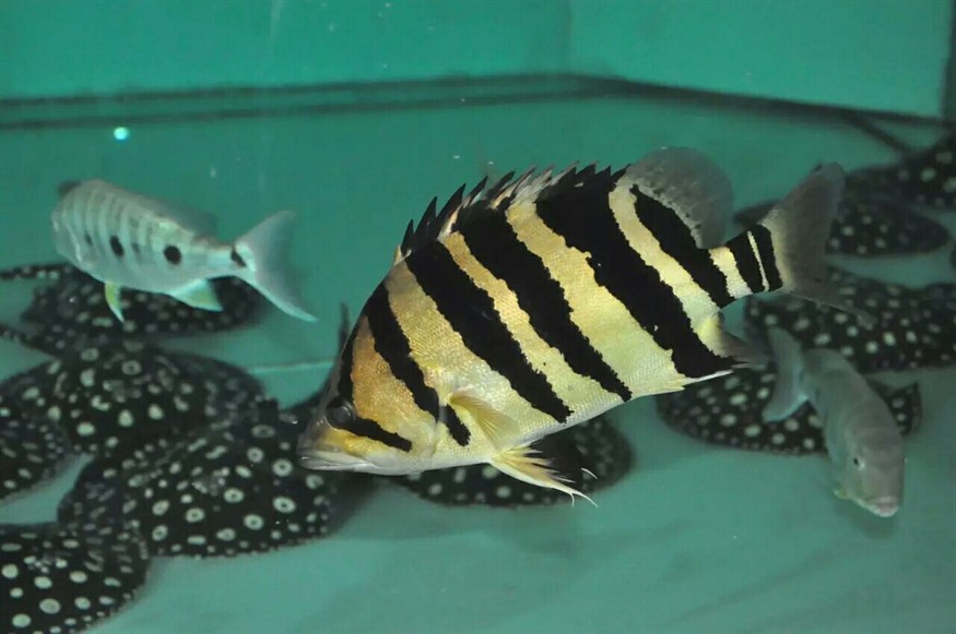 水族十萬個為什么：虎魚為什么會變色？ 水族十萬個為什么：虎魚為什么會變色？ 虎魚百科 第4張