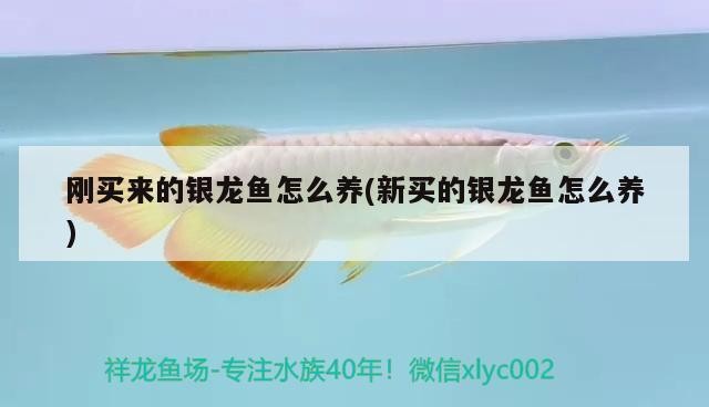 剛買來的銀龍魚怎么養(新買的銀龍魚怎么養) 剛買來的銀龍魚怎么養(新買的銀龍魚怎么養) 銀龍魚百科