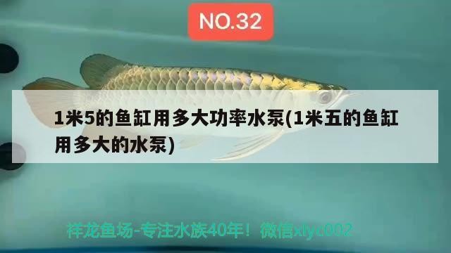 泰國虎魚價格一覽表（泰國虎魚價格一覽表最新）