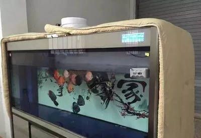冬天魚缸溫度低怎么辦：冬季魚缸保溫材料如何選擇 冬天魚缸溫度低怎么辦：冬季魚缸保溫材料如何選擇 魚缸百科 第3張