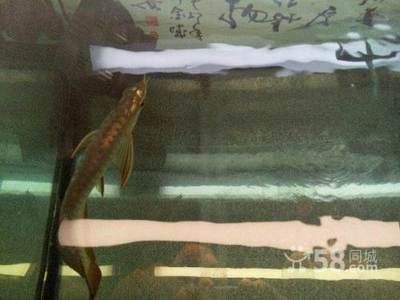 過背金龍魚幼魚怎么養