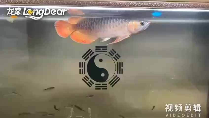玻璃膠粘的魚缸能用幾年時(shí)間嗎：如何去除魚缸玻璃膠
