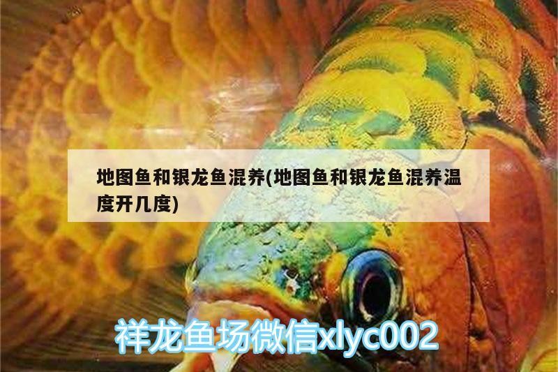 地圖魚和銀龍魚混養(地圖魚和銀龍魚混養溫度開幾度)