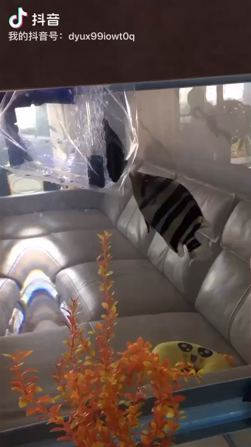 虎魚：新虎入缸一山能容二虎嗎？