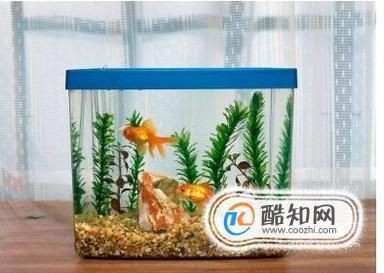 玻璃魚缸亞克力魚缸:玻璃魚缸和亞克力魚缸哪個好 魚缸百科 第1張 玻璃魚缸亞克力魚缸:玻璃魚缸和亞克力魚缸哪個好 玻璃魚缸亞克力魚缸:玻璃魚缸和亞克力魚缸哪個好 魚缸百科 第1張