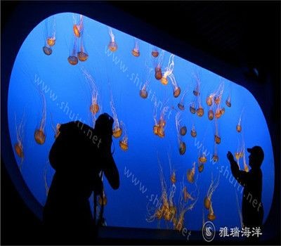 玻璃魚缸亞克力魚缸:玻璃魚缸和亞克力魚缸哪個好 魚缸百科 第4張 玻璃魚缸亞克力魚缸:玻璃魚缸和亞克力魚缸哪個好 玻璃魚缸亞克力魚缸:玻璃魚缸和亞克力魚缸哪個好 魚缸百科 第4張