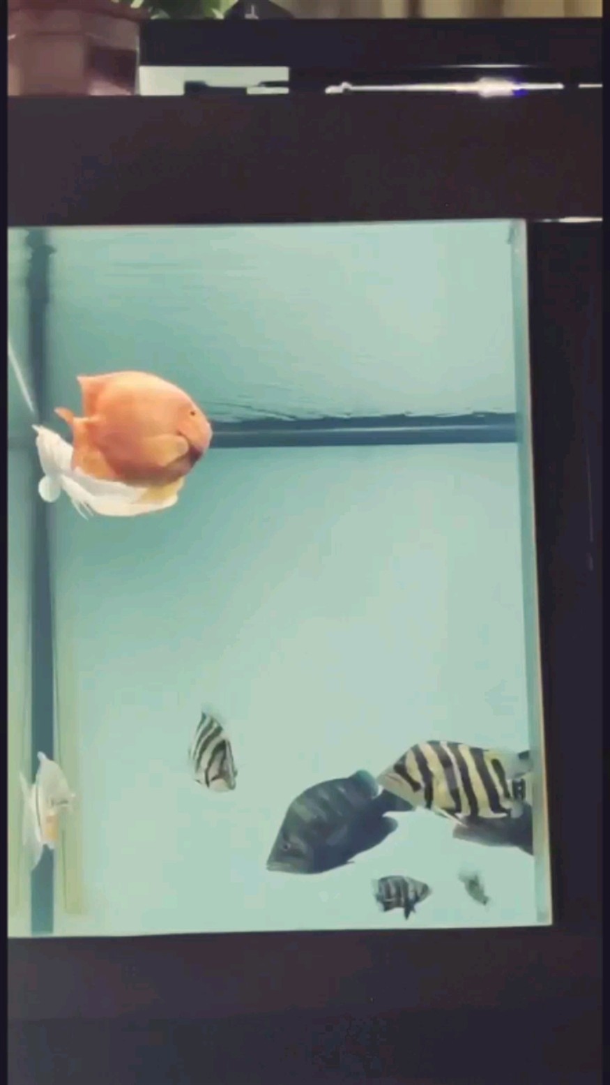 還是虎魚好養 還是虎魚好養 虎魚百科 第1張