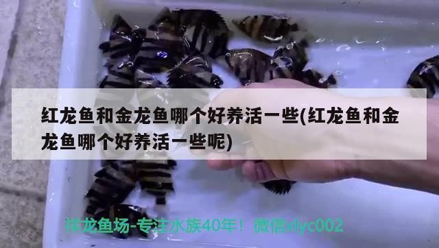 龍魚蒙眼加多少鹽，龍魚爛眼，蒙眼，虎魚爛鰭是怎么回事 龍魚蒙眼加多少鹽，龍魚爛眼，蒙眼，虎魚爛鰭是怎么回事 虎魚百科 第1張
